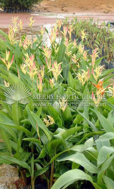 Heliconia psittacorum 'Sassy'